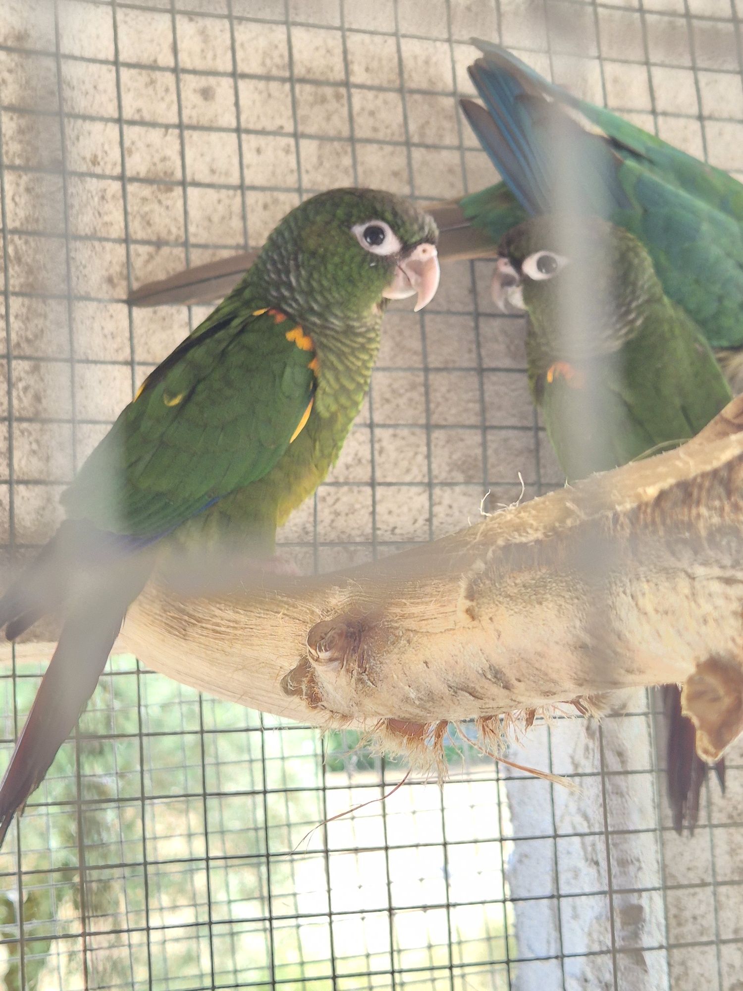 Pyrrhuras Egregias