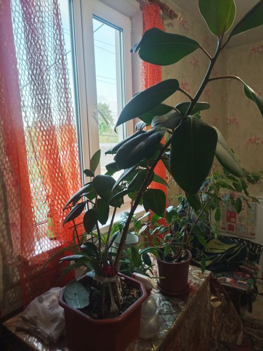 Продам фікус бенжеаміно