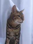 Piękny Bengal do oddania