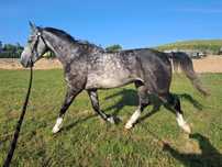 Wałach Polski koń sportowy 4.5 roku. Zaprzęg, siodło. 175cm