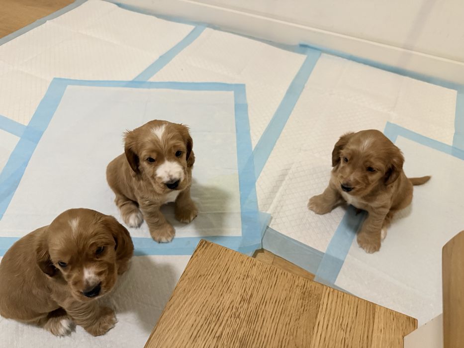 Cocker Spaniel angielski