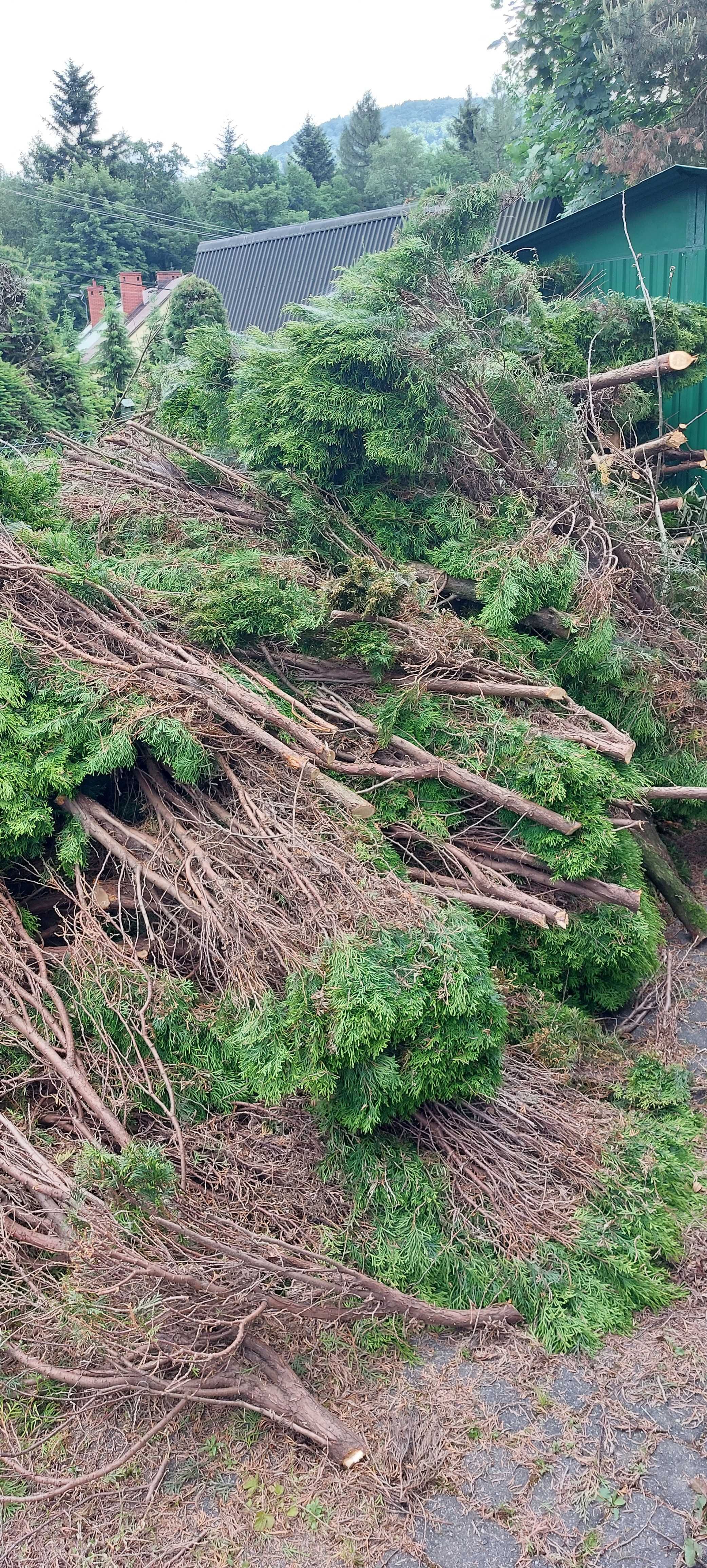 Wywóz liści, gałęzi trawy. Odpady zielone,