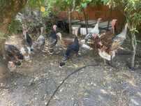 Perus caseiros,