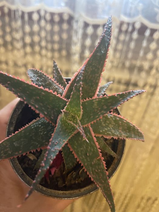 Алое декоративне червоне і зелене