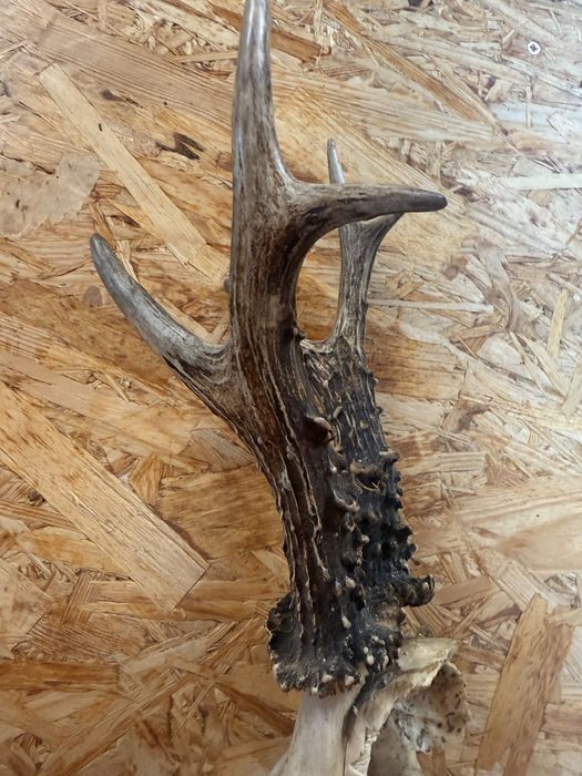 Na sprzedaż – trofeum myśliwskie parostki kozła