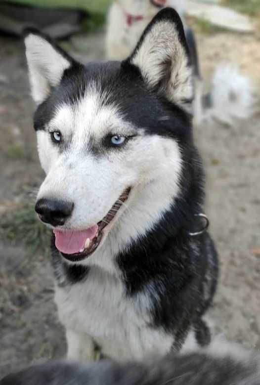 Piękna, młoda, aktywna Husky Inaretta szuka równie aktywnego  opiekuna