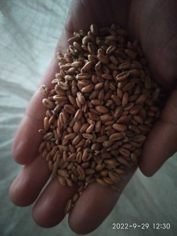Пшениця 650 грн за 100 кг
