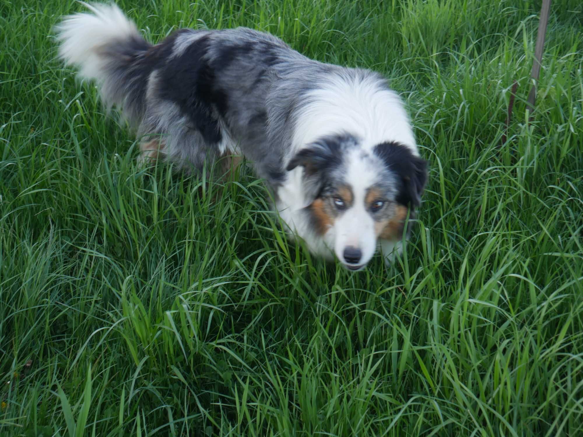 Border collie -  Merle Tri Color