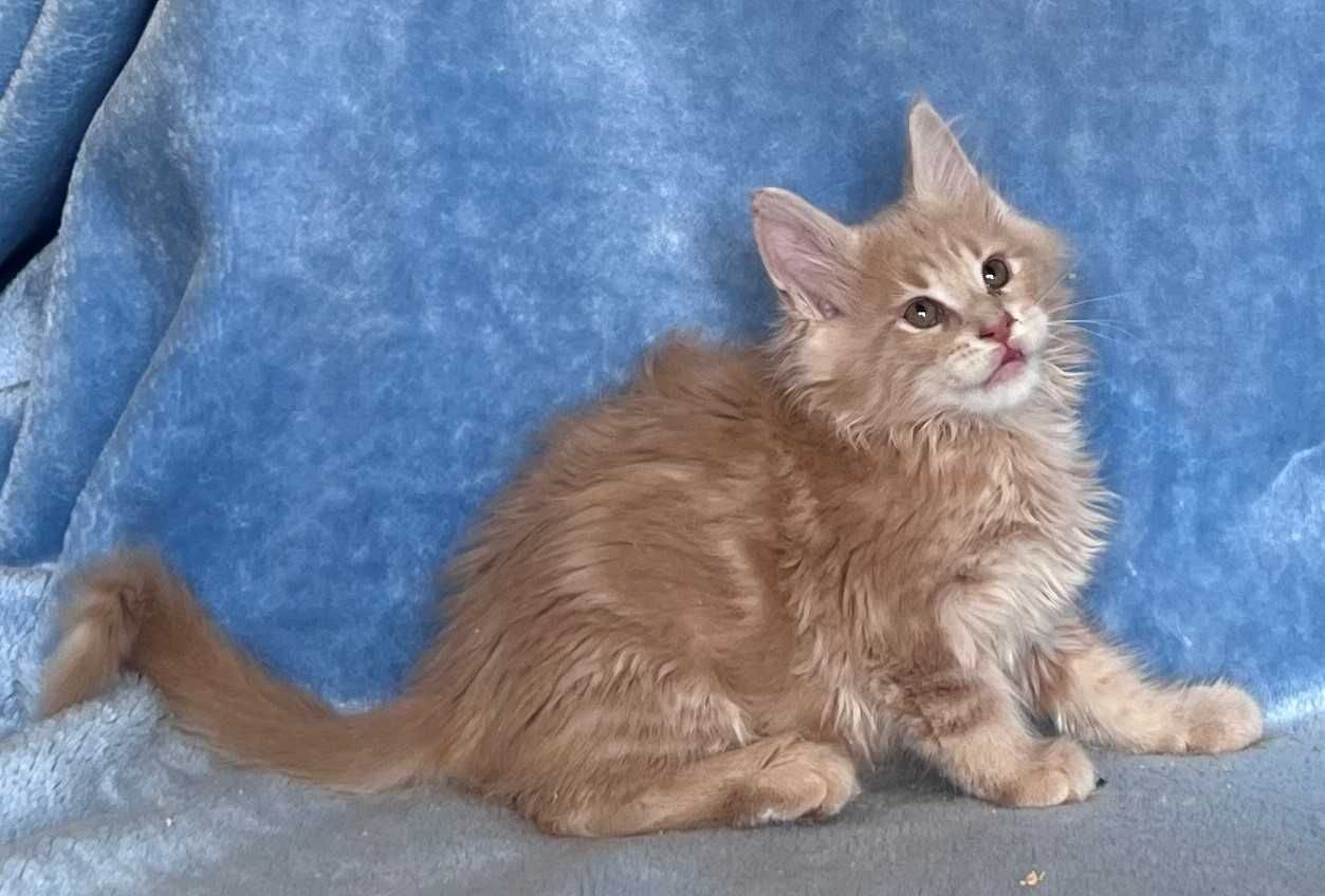 MAINE COON OKAZJA! Kotek Filip z rodowodem FPL, zdrowy, towarzyski