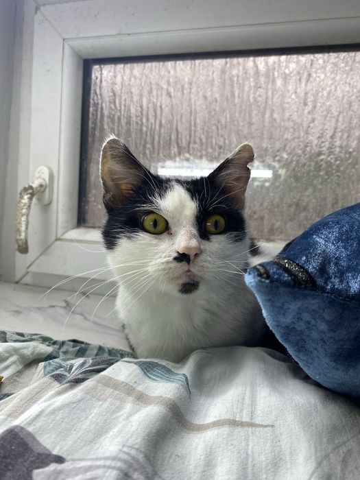 Piękny, radosny i kontaktowy kocurek do przygarnięcia