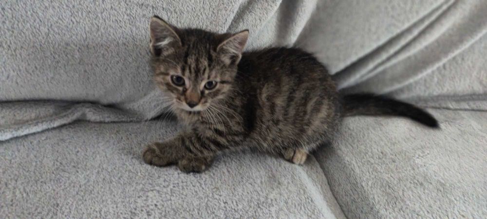 Kotki szukają domów