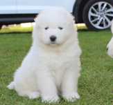Samojed szczenię suczka samoyed