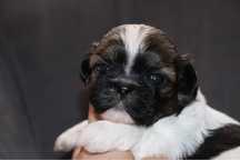Śliczny piesek shih tzu! GEN BLUE!