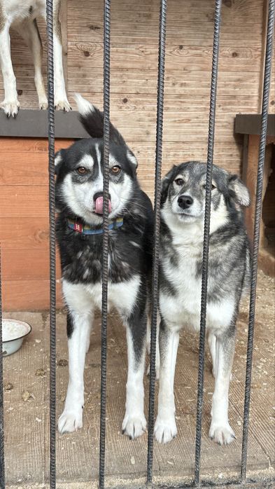 Метис хаскі в добрі руки