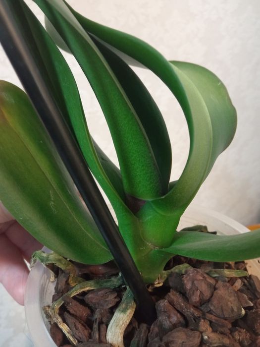 Орхідея (реанімашки)