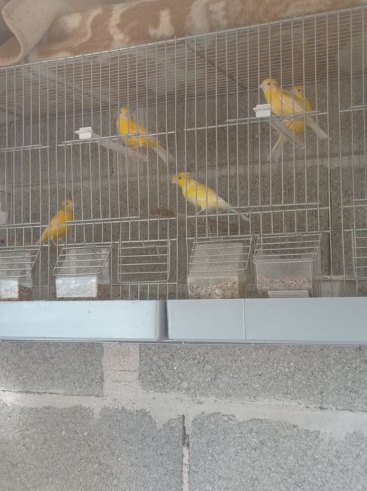 Canárias normais