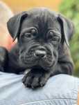 Породные щенки Кане Корсо (Cane Corso Italiano