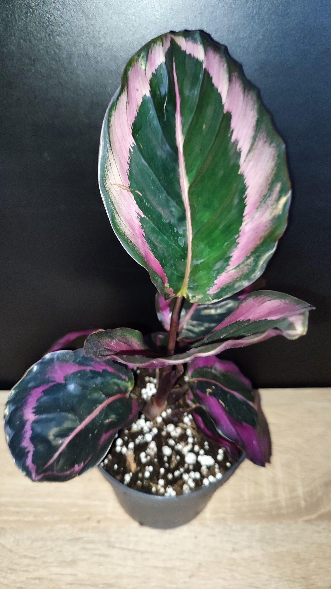 Calathea Red Mojo Starter Plant