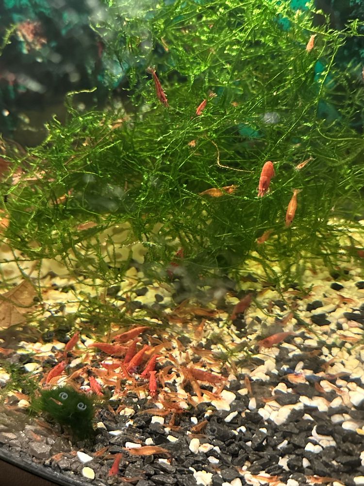 Krewetki neocaridina red cherry