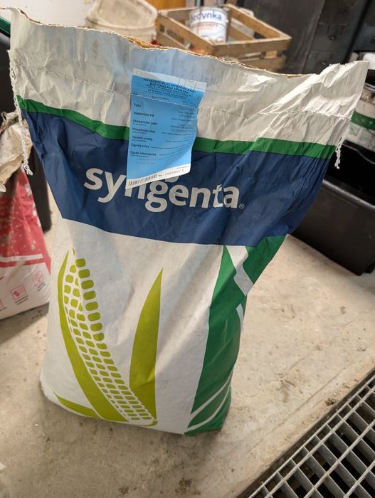 Ziarna kukurydzy syngenta