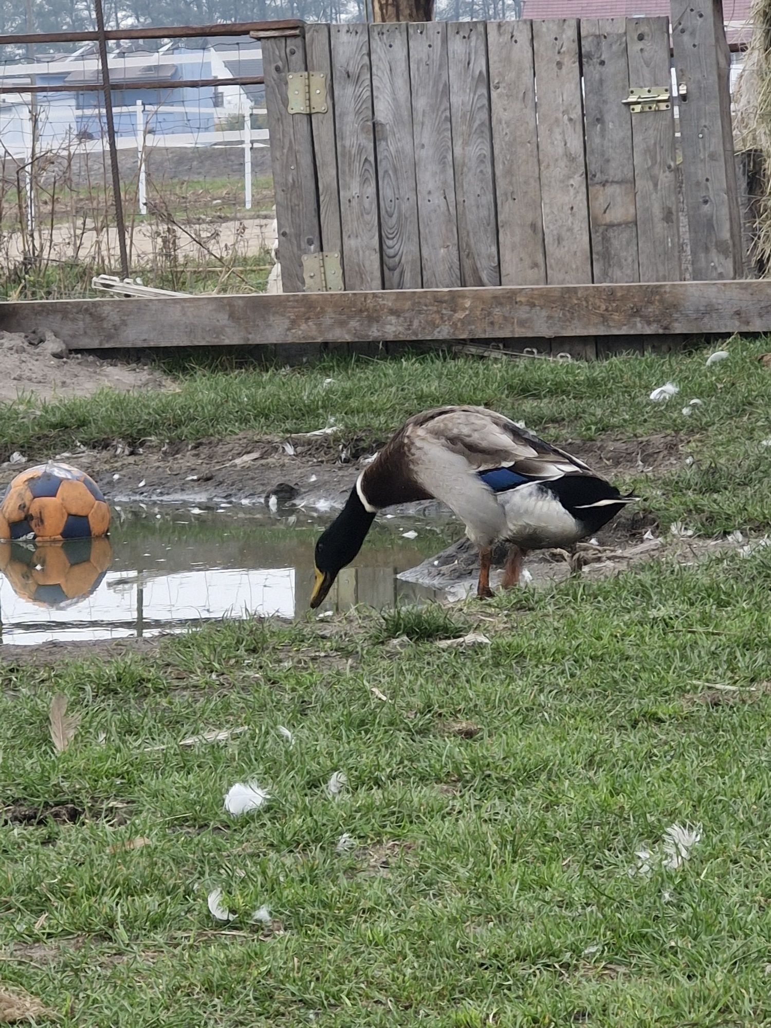 Samce biegusa, kolorowe 4-6m