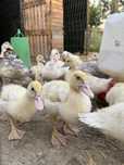 Patos para criar