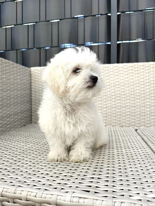 Maltipoo piękna unikatowa śnieżnobiała suczka. Gotowa do odbioru.