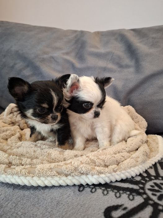 Uroczy długowłosy piesek chihuahua