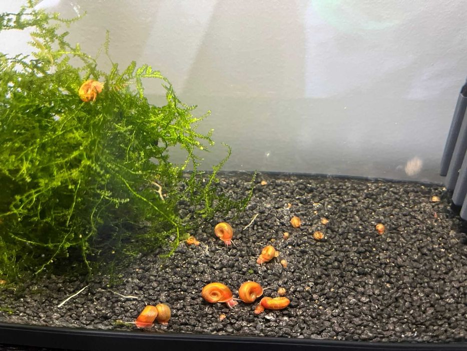 Caracóis Planorbis Corneus Vermelhos (Adultos e juvenis)