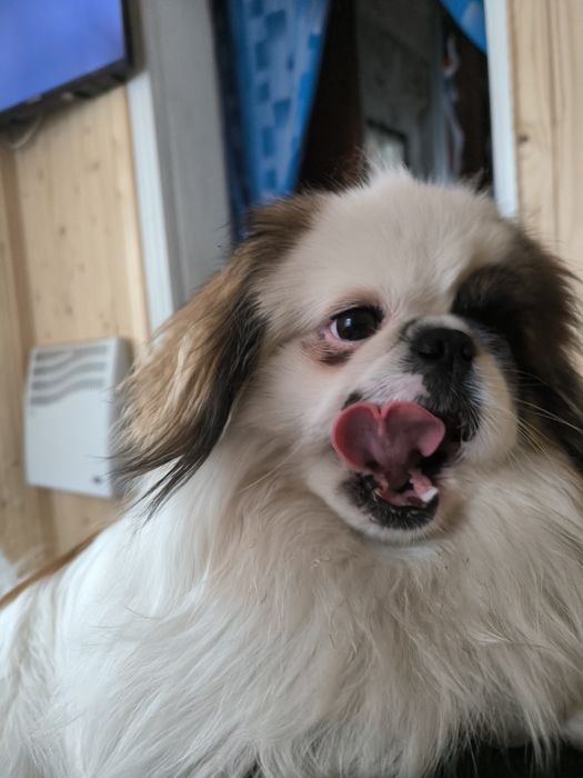 В'язка пекінеса !!