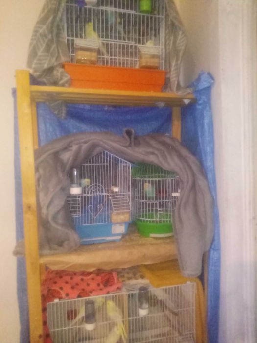 Piriquitos arco íris