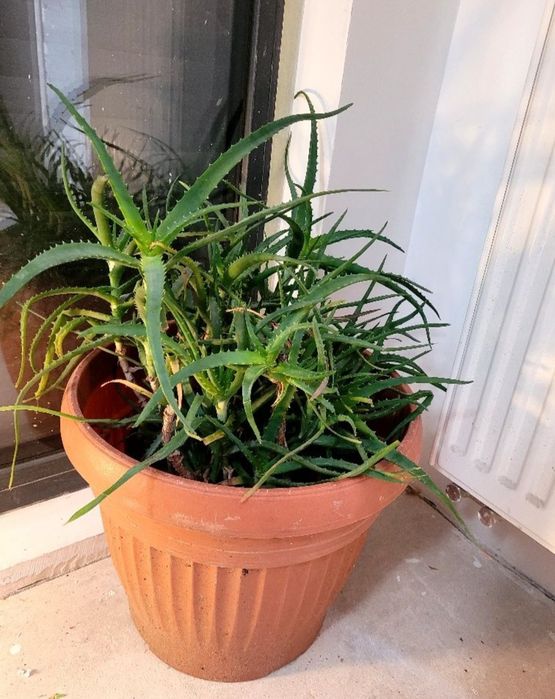 Kwiat aloes duży