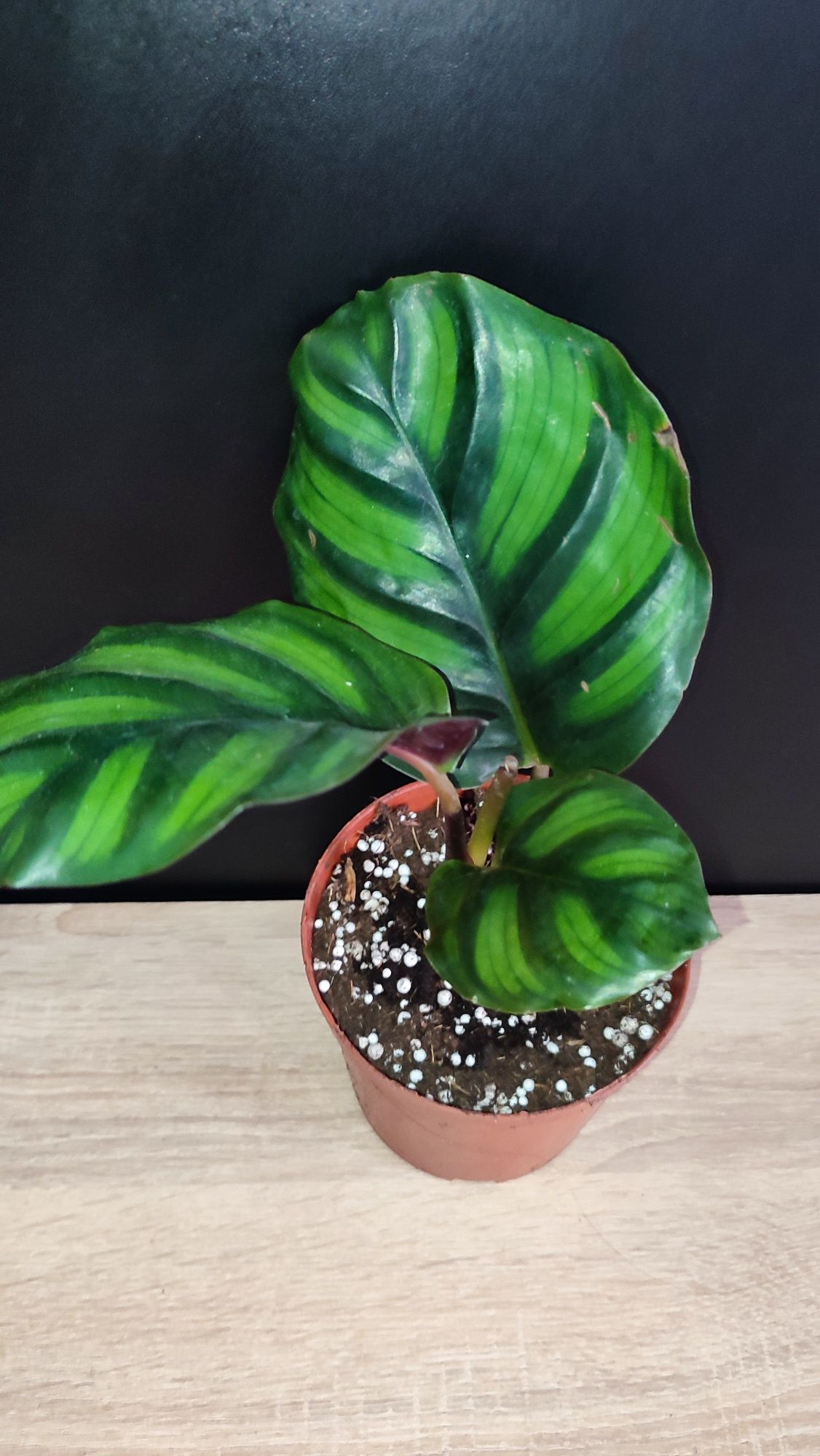 Calathea Fasciata Rotundifolia