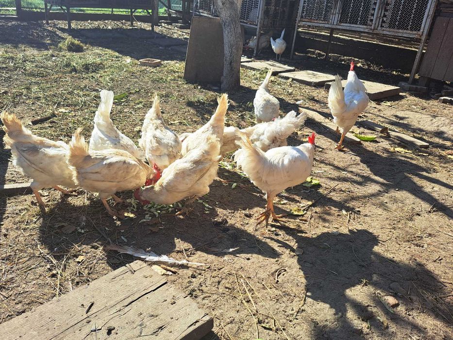 Продам курей ЛЕГОРН