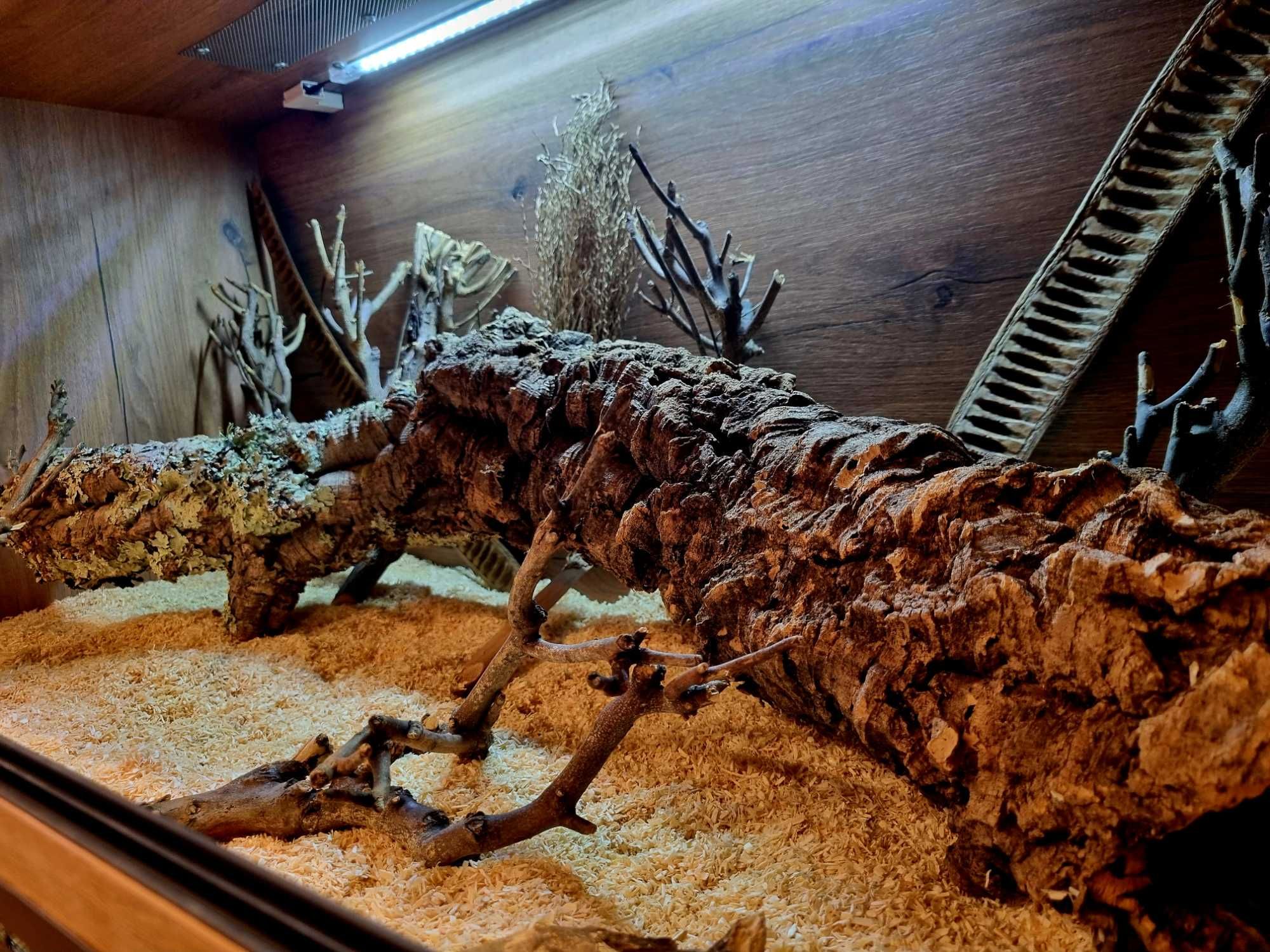 Terrarium 100x50x50 wąż zbożowy pyton boa