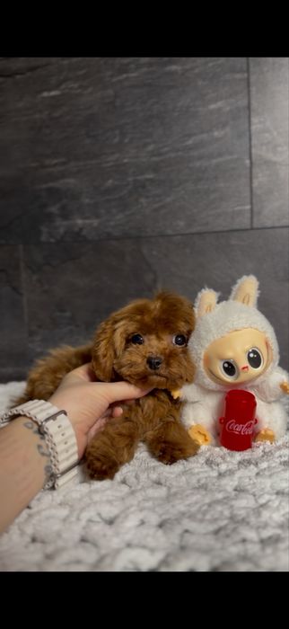 Мальчик Кавапу(мальтипу) Китай.Микро размер(до2,5кг).Редбраун,бебифейс