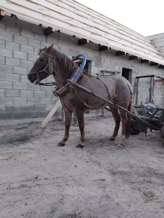 Продам робочого коня