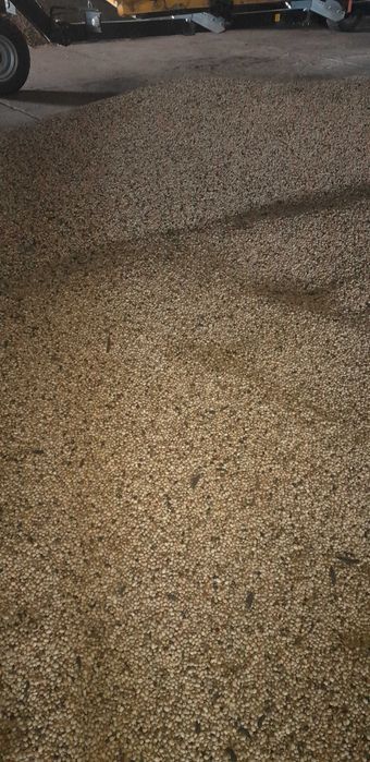 Bobik paszowy sezon 2025