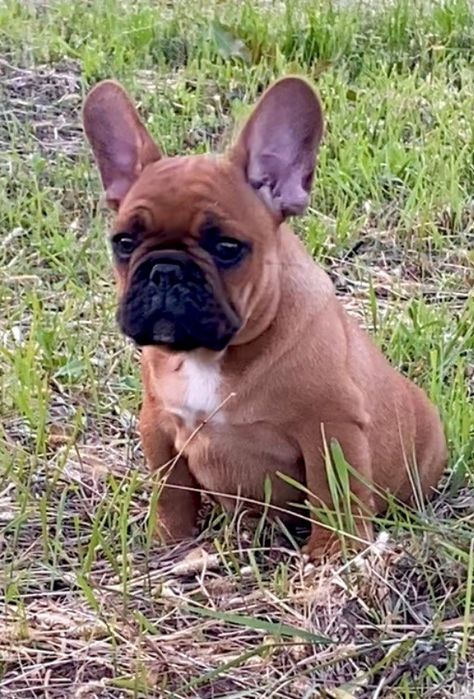 Высокопородный щенок Французского Бульдога.Регистрация КСУ