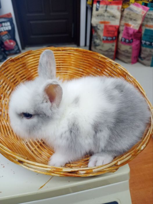 Króliki Miniaturki Sklep zoologiczny