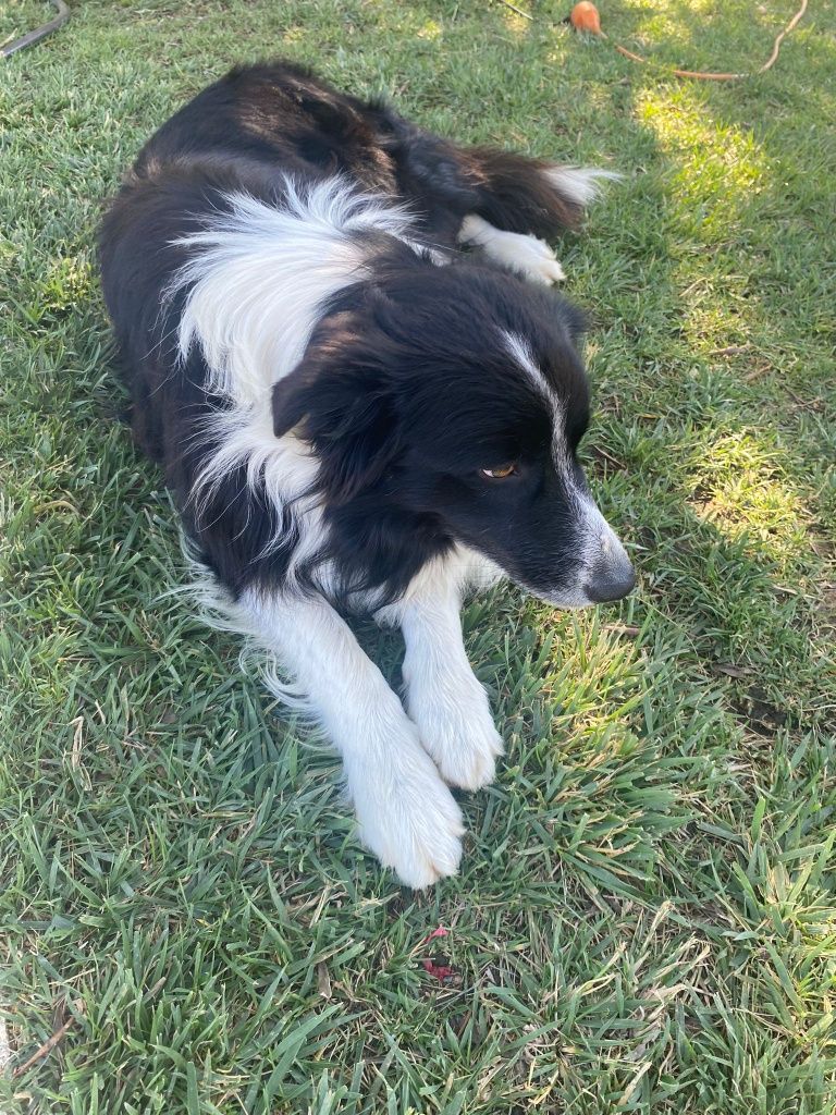 Border Collie com Pedigree