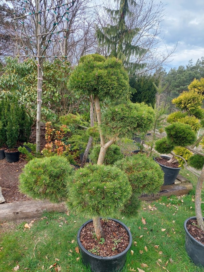Bonsai, niwaki ogrodowe