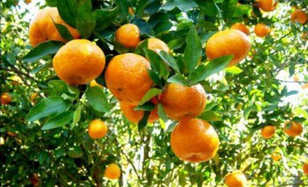 Árvores de limas, tangerinas, laranjas, toranjas e limões