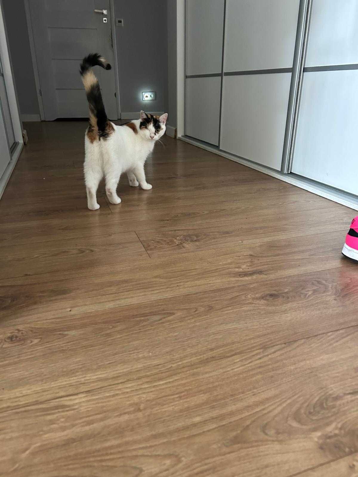 oddam kotkę za darmo z wyprawką