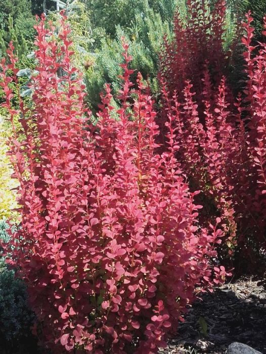 berberys berberis orange rocket