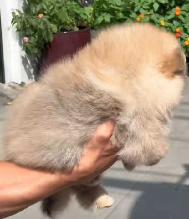 Maleńki miś mini pomeranian