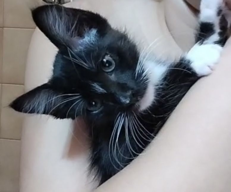 Luna desapareceu
