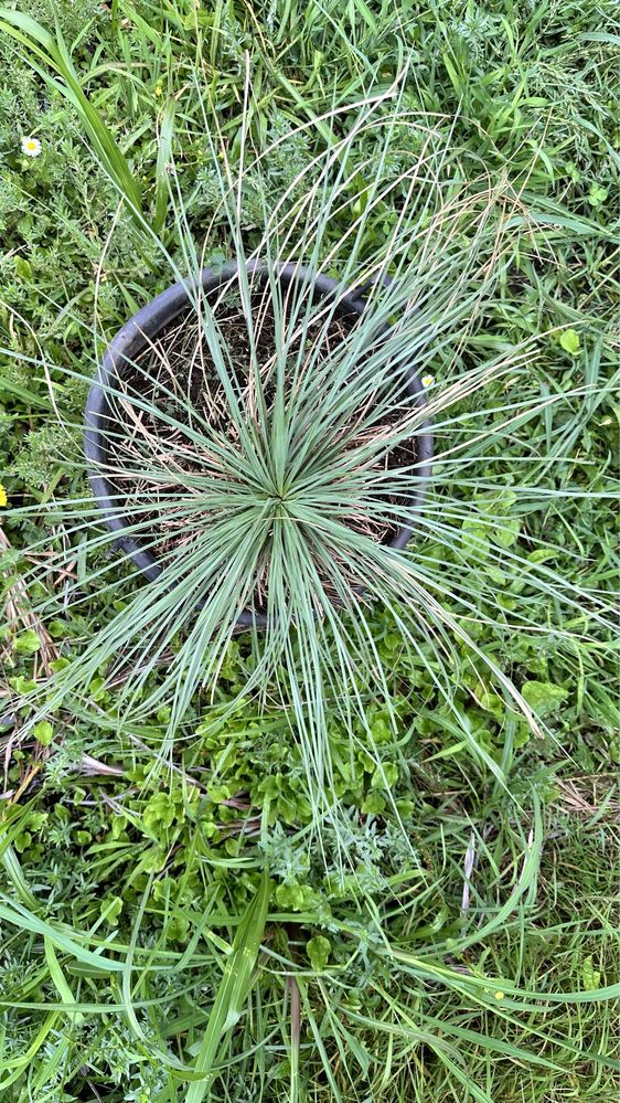 Xanthorrhoea glauca