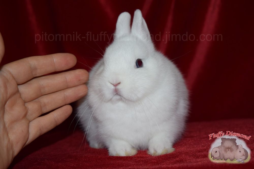 Карликовые кролики. Вислоухие NHD. Ангора. Гермелин. Крольчата