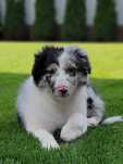 Border Collie Blue-Merle Śliczny Piesek